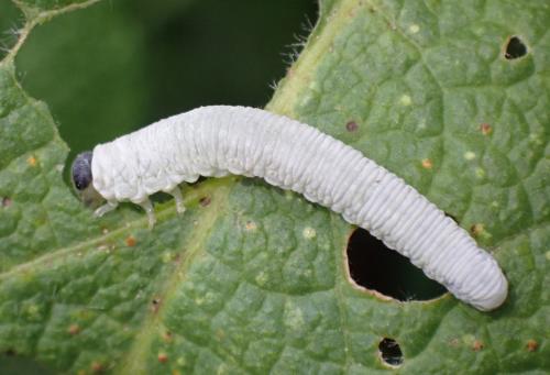 Réf. 303 951 : Tenthredo rubricoxis